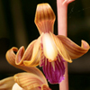Crested Coralroot(Hexalectris spicata)