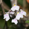 Delicate Ionopsis, Delicate Violet Orchid(Ionopsis utricularoides)