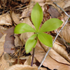 Large Whorled Pogonia(Isotria verticillata)