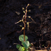 Southern Twayblade(Listera australis)