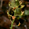 Florida Adder's Mouth(Malaxis spicata)