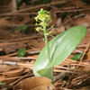 Green Adder's Mouth(Malaxis unifolia)
