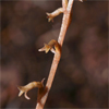 Copper Ladies Tresses(Mesadenus lucayanus)