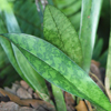 Monk Orchid, African Spotted Orchid(Oeceoclades maculata)