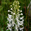 White fringed orchid.(Platanthera blephariglottis v. conspicua)