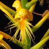 Chapman's Fringed Orchid(Platanthera chapmanii)