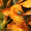 Crested Fringed Orchid(Platanthera cristata)