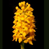 Orange Fringeless Orchid(Platanthera integra)
