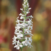 Snowy Orchid, Bog Torch(Platanthera nivea)