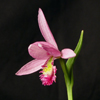 Rose Pogonia, Snakemouth Orchid(Pogonia ophioglossoides)