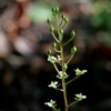 Shadow Witch Orchid(Ponthieva racemosa)