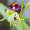 Clamshell Orchid(Prosthechea cochleata var. triandra)