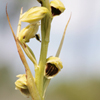 Giant Orchid, Non-crested Eulophia(Pteroglossaspis ecristata)
