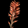 Scarlet Ladies' Tresses(Sacoila lanceolata)