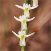 Long-lipped Ladies Tresses(Spiranthes longilabris)