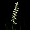 Fragrant Ladies' Tresses(Spiranthes odorata)