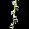 Grass-leaved Ladies' Tresses(Spiranthes praecox)
