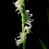 Spring Ladies' Tresses(Spiranthes vernalis)