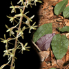 Cranefly Orchid; Crippled Cranefly Orchid; Elfin Spur(Tipularia discolor)