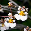 Florida Dancing Lady Orchid(Tolumnia bahamensis)
