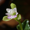 Craighead's Nodding-caps(Triphora craigheadii)
