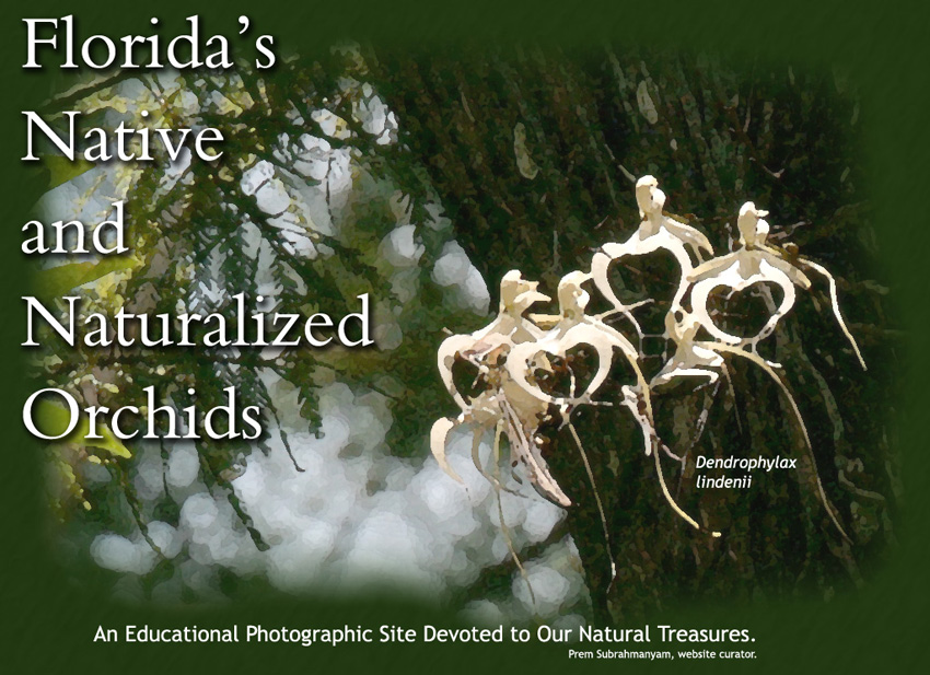 Ghost Orchid (Dendrophylax lindenii) - click to enter site.