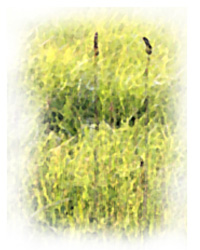 Potts' Orchid (Pteroglossaspis pottsii)