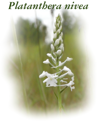 Platanthera nivea